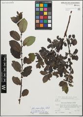 Foto von Salix myrsinifolia Salisb.